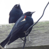 Tricolored Blackbird